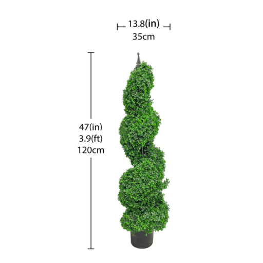 Spiral Boxwood-DIMENSIONS-cz