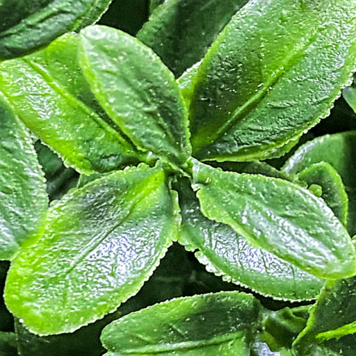 Premium Geometric Artificial Boxwood Tree-002