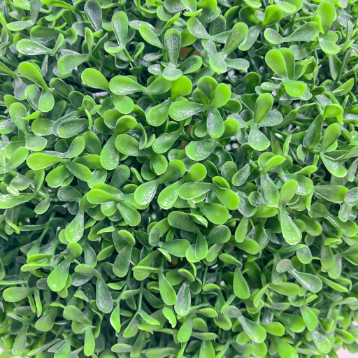 Hyper-realistic Artificial Ball-shaped Boxwood Tree-001