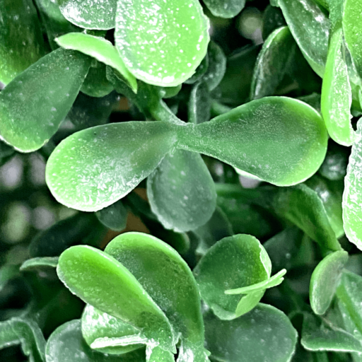 Hyper-realistic Artificial Ball-shaped Boxwood Tree-002