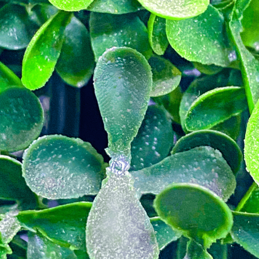 Hyper-realistic Artificial Double Ball-shaped Boxwood Tree – 35-inch-002