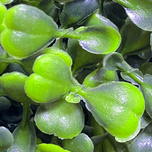 Hyper-realistic Artificial Triple Ball-shaped Boxwood Tree – 002