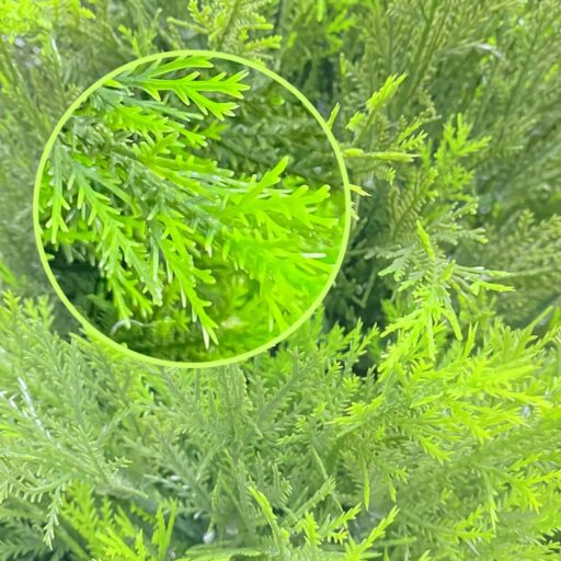 4ft Artificial Cedar Tree 02